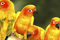 Jurong Bird Park. Group of red and yellow Parakeets