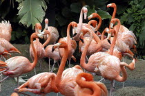 Jurong Bird Park. Group of pink Flamingoes