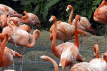 Jurong Bird Park. Group of pink Flamingoes