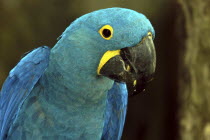 Jurong Bird Park. Portrait of a green and blue Parrot