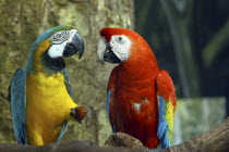 Jurong Bird Park. Two colourful Parrots sitting together on a pirch