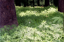 View of the undergrowth in a local park grounds in the centre of town