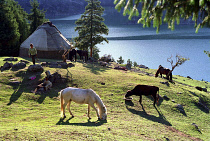 Heavenly Lake. Grazing horses and cow near a Yurt at the lakeside