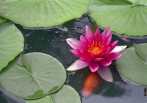 Close up view of pink water lily flower on pond with goldfish swimming underneath