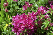 Fuchia pink flowers with green leaves