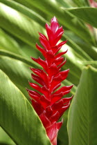 Detail of red flower with green leaves