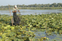 Professional fisherman in canoe on Lake Isac checking his nets among water lily pads of the genus Lilium family