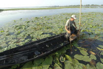 Professional fisherman in canoe on Lake Isac checking his nets among water lily pads of the genus Lilium family