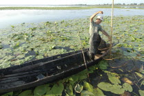 Professional fisherman in canoe on Lake Isac checking his nets among water lily pads of the genus Lilium family