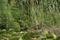 Purple Haron  a wading bird of the family Ardeidae  among the greenery of the riverbank