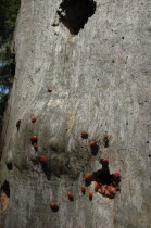 Red beetles on tree bark in Letea national park