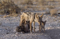 Black backed Jackal mother with suckling pups in the evening light