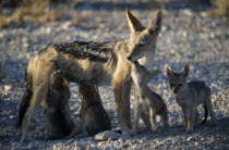 Black backed Jackal mother and suckling cubs in evening light