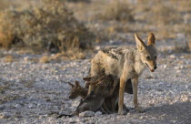 Black backed Jackal mother and suckling cubs in evening light