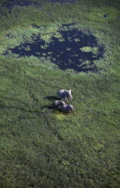 Aerial view looking down on Elephants in green landscape