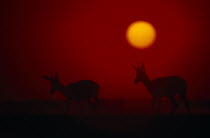 Springbok silhouetted against a red sky with an orange setting sun