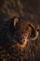 Profile shot of a Cheetah in warm evening light