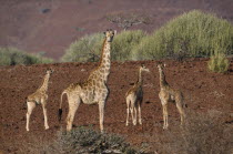 Giraffes standing in the arid desert landscape