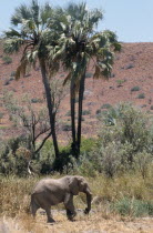 Lone desert Elephant walking past Palmwag Spring palm trees