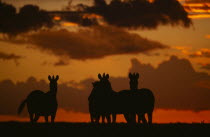 Plains Zebra silhouetted against an orange setting sky