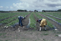 Agricultural workers on melon farm.