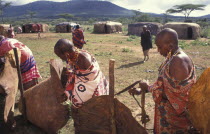 Maasai women set up a fence within the Moran village prior to the feast which will end the Morans or young warriors journey into manhood