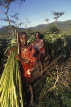 Maasai moran or young warriors bring freshly cut reeds for the meat to be placed on at the start of a meat feast  which is part of  the initiation ceremony that will bring them into manhood.