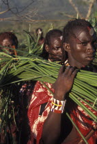 Maasai moran or young warriors bring freshly cut reeds for the meat to be placed on at the start of a meat feast  which is part of the initiation ceremony that will bring them into manhood