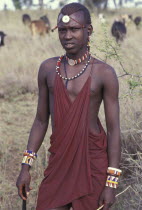 Portrait of a Maasai Moran or young Maasai warrior amidst his familys herd of cattle.