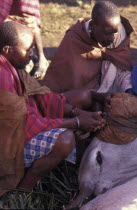 A sacrificial cow is suffocated to death at the beginning of an initiation ceremony that will bring the young Maasai Moran or young warriors into manhood.