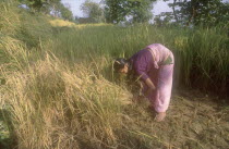 Female farmer harvesting summer rice on terraced field in the mid hills.