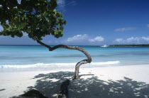 Single tree on sandy Pesquero beach near the waters edge that has been shaped by the wind and environment