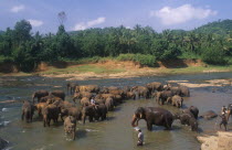 Elephant orphanage near Kegalle.  Elephants bathing in river.