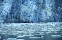 View over floating icebergs with resting seals toward sheer ice cliff of Sawyer Glacier