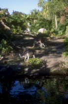 Walt Disney World Animal Kingdom. Kangaroos grazing in a shady clearing near a stream.