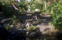 Walt Disney World Animal Kingdom. Kangaroos grazing in a shady clearing.