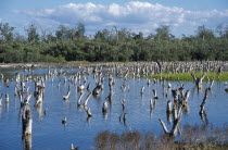 Mangrove lagoon with dead branches protruding from the water.