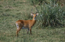 Queen Elizabeth National Park. Single male Kob standing in grassland area.