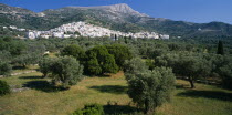 View over olive trees towards white painted village and mountains behind.