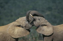 Two elephants  loxodonta africana  sparring