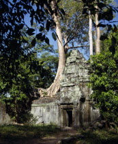 Ta Prohm temple amongst trees with tree trunk growing through stone wall