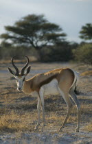 Springbok at Etosha National Park in Namibia