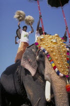 Man  standing on a decorated elephant during the Great Elephant March