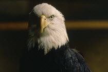 Close up head of a bald eagle