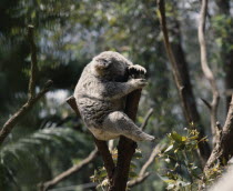 Koala bear with eyes closed perched between lopped tree branches