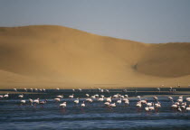 Flamingoes feeding in a lagoon in front of sand dunes near Walvis Bay on the Atlantic Coast of Namibia