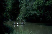 Three men in a canoe fishing on a river in the jungle interior