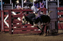 Cowboy on bucking bull leaving the stalls in the arena of the Days Of 76 rodeo