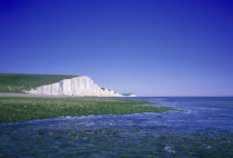 Seven Sisters chalk cliffs seen across seaweed covered rocks at low tide