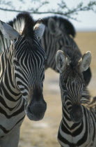 Adult and young zebra portrait in Etosha National Park Namibia